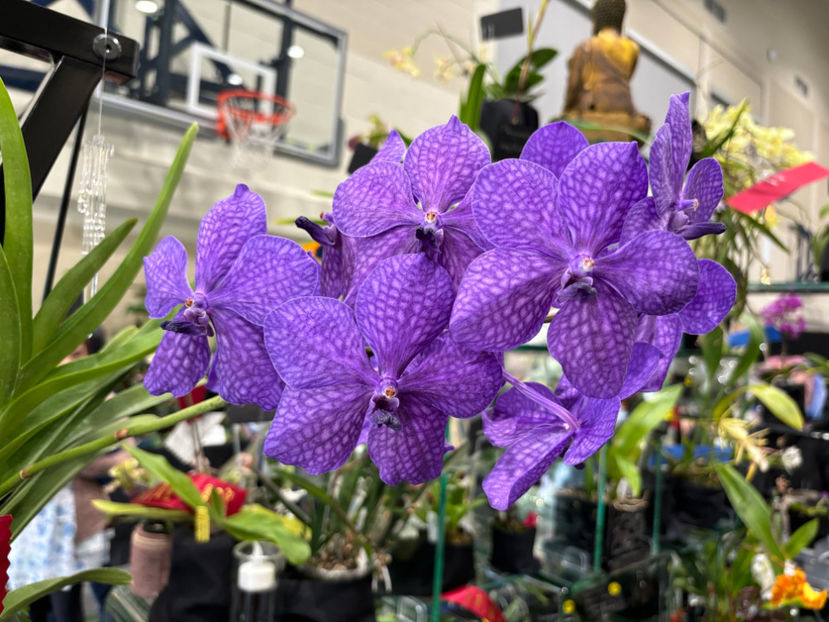  - Calgary Orchid Show 2024