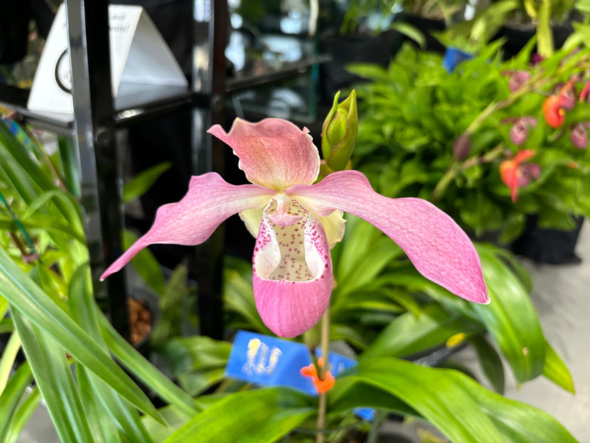  - Calgary Orchid Show 2024