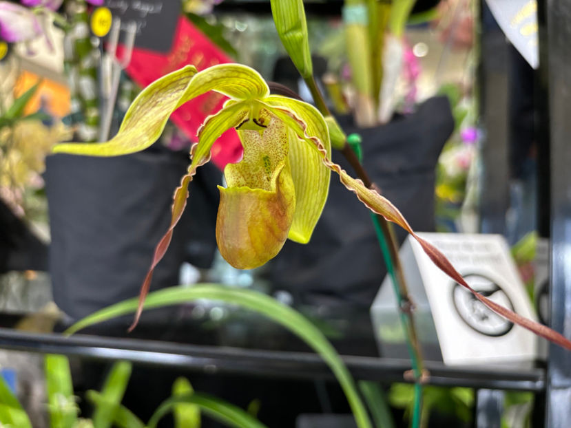 - Calgary Orchid Show 2024