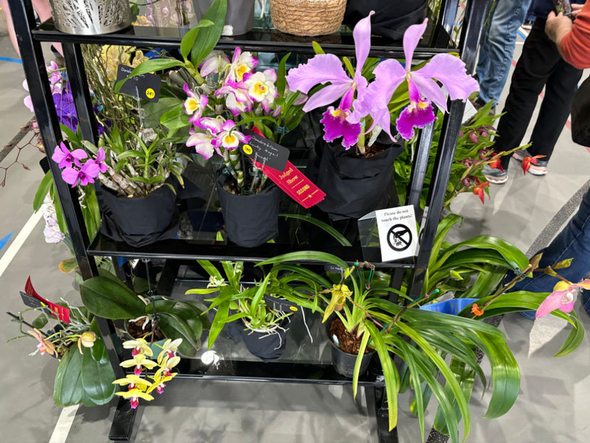  - Calgary Orchid Show 2024