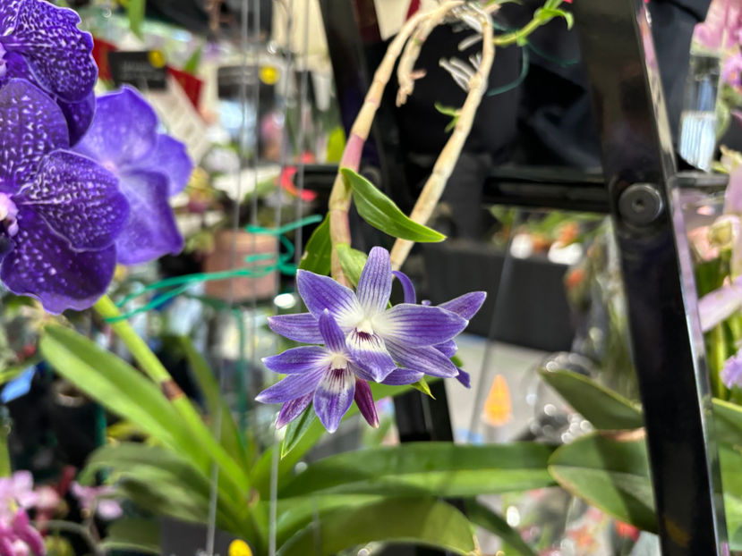  - Calgary Orchid Show 2024