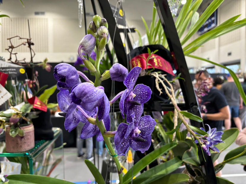  - Calgary Orchid Show 2024