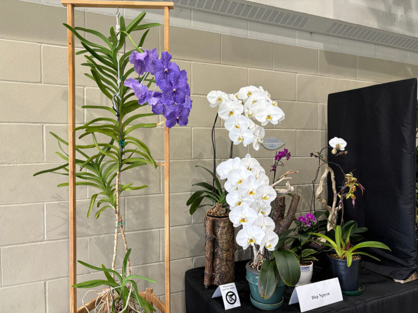  - Calgary Orchid Show 2024