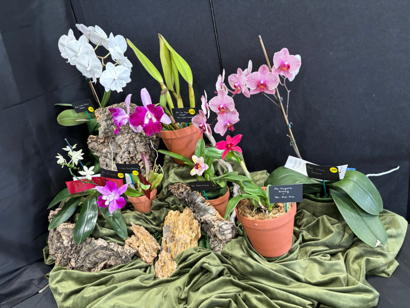  - Calgary Orchid Show 2024
