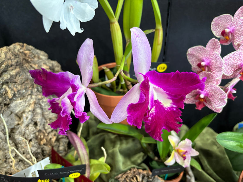  - Calgary Orchid Show 2024