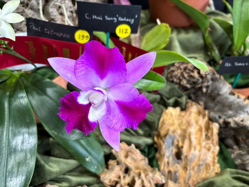  - Calgary Orchid Show 2024