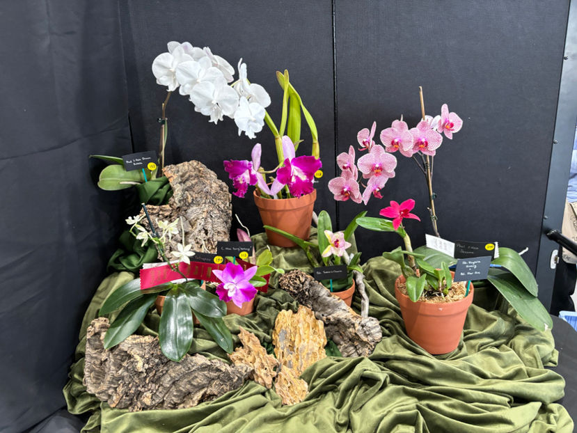  - Calgary Orchid Show 2024