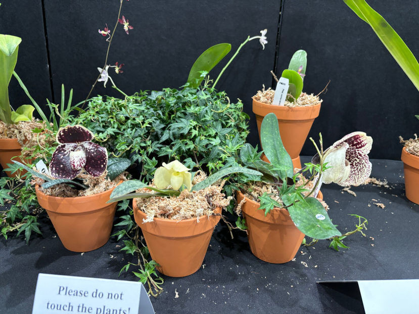  - Calgary Orchid Show 2024