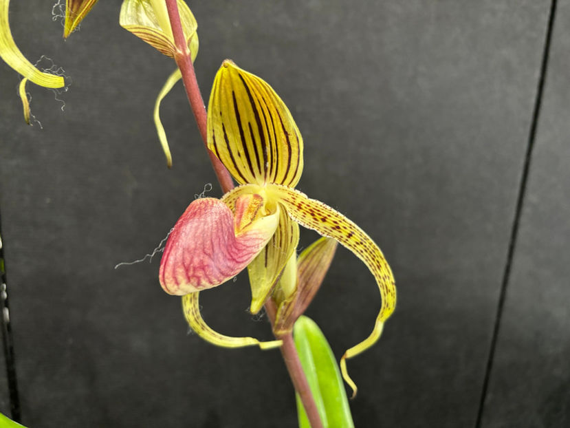  - Calgary Orchid Show 2024