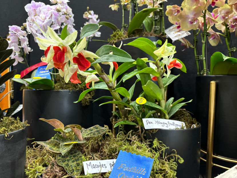  - Calgary Orchid Show 2024