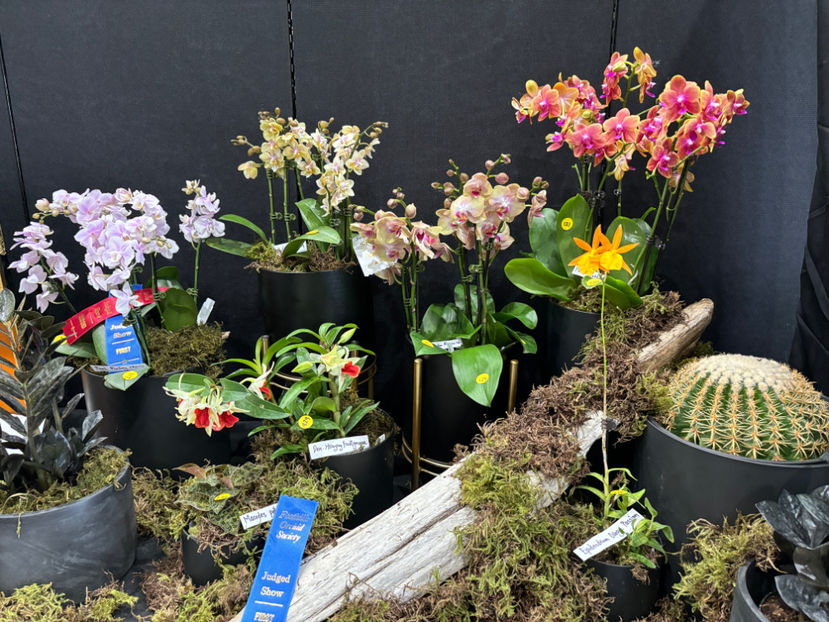  - Calgary Orchid Show 2024