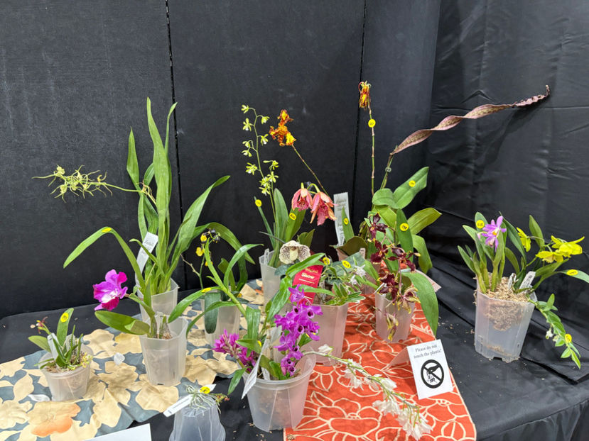  - Calgary Orchid Show 2024