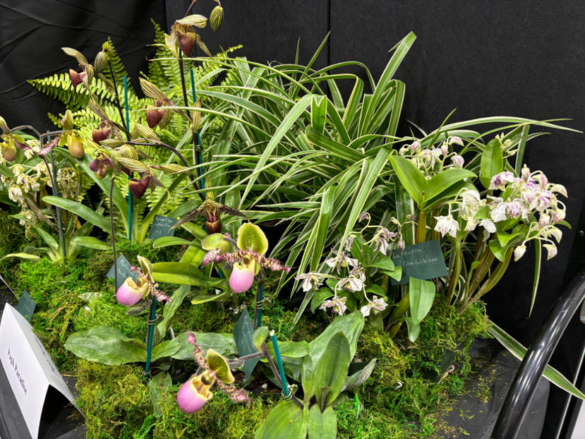  - Calgary Orchid Show 2024