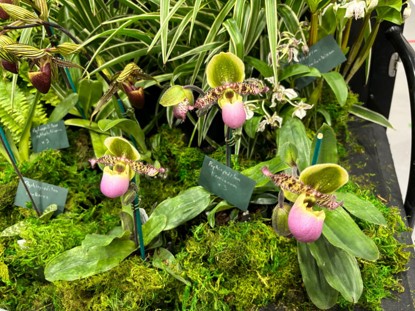  - Calgary Orchid Show 2024