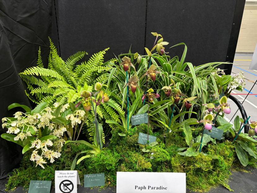  - Calgary Orchid Show 2024