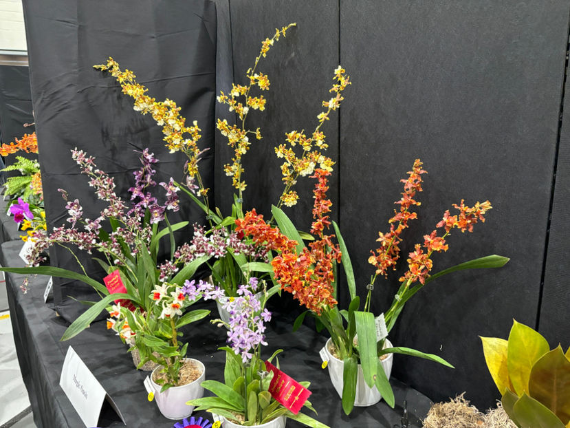  - Calgary Orchid Show 2024