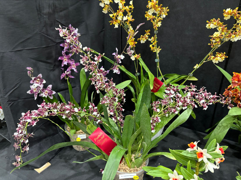  - Calgary Orchid Show 2024