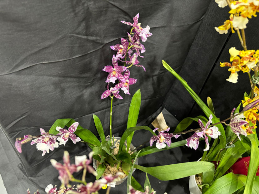  - Calgary Orchid Show 2024