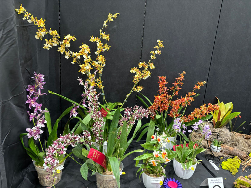  - Calgary Orchid Show 2024