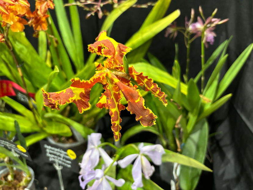  - Calgary Orchid Show 2024