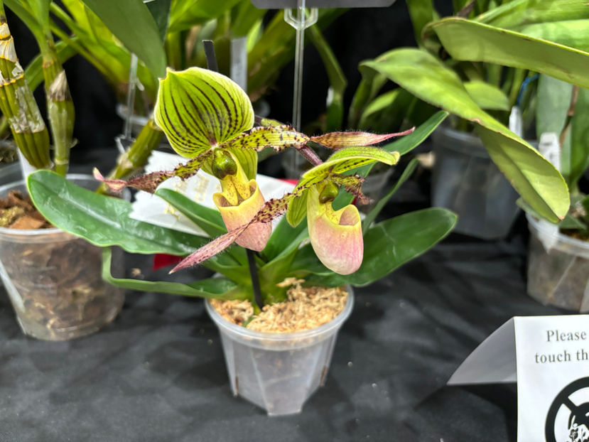  - Calgary Orchid Show 2024