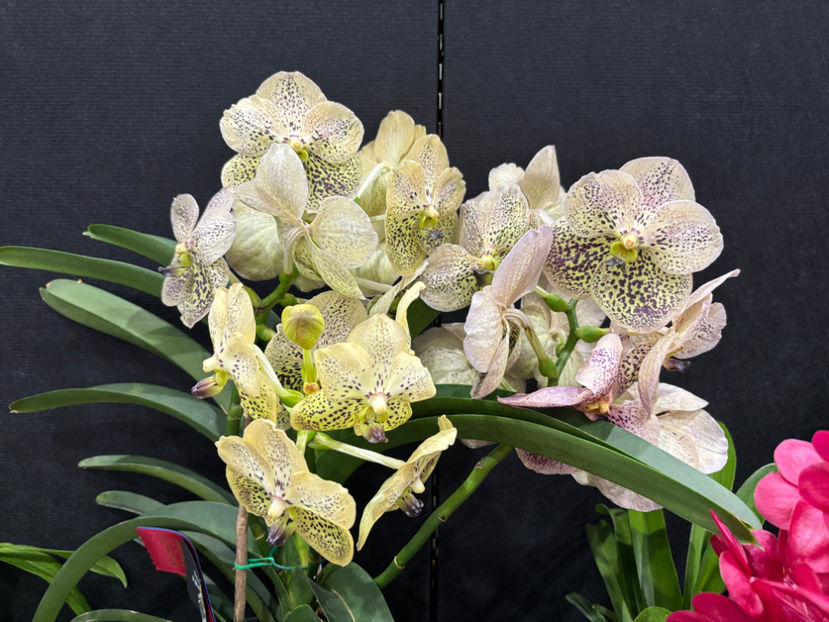  - Calgary Orchid Show 2024