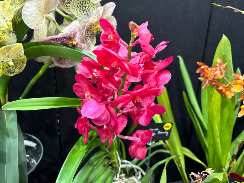  - Calgary Orchid Show 2024