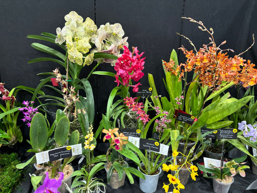  - Calgary Orchid Show 2024