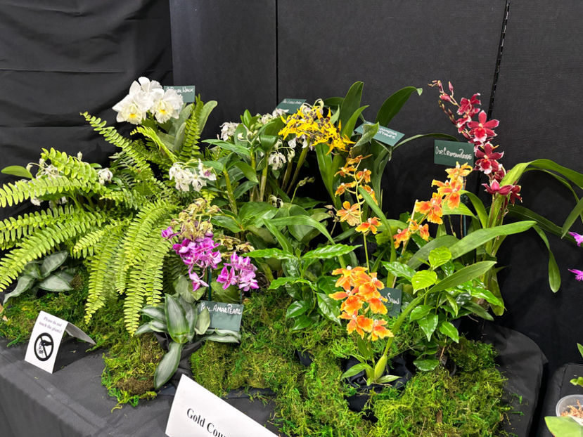  - Calgary Orchid Show 2024