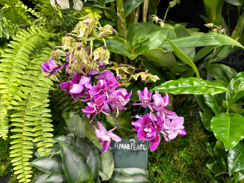  - Calgary Orchid Show 2024