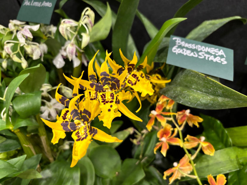  - Calgary Orchid Show 2024