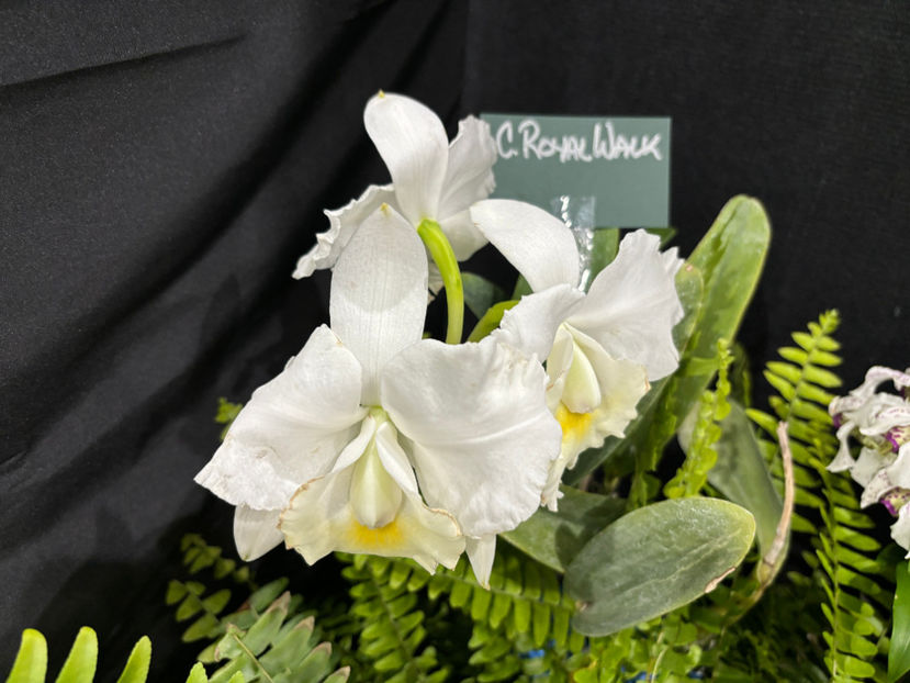  - Calgary Orchid Show 2024