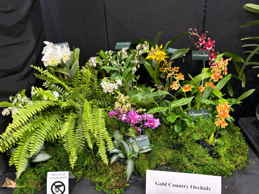  - Calgary Orchid Show 2024