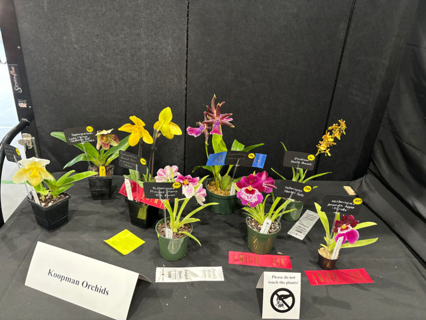  - Calgary Orchid Show 2024