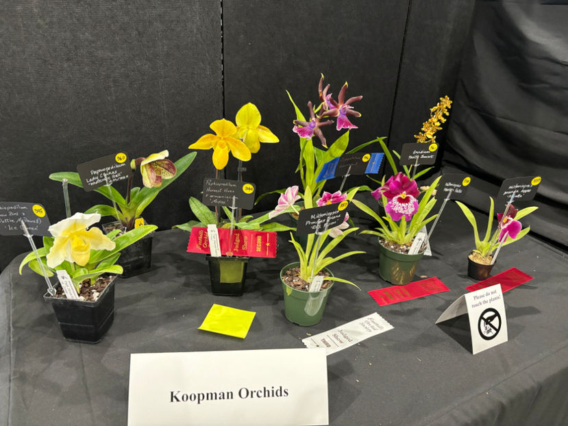 - Calgary Orchid Show 2024