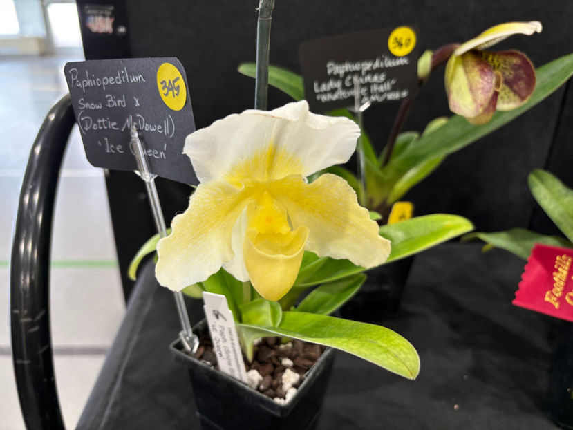  - Calgary Orchid Show 2024