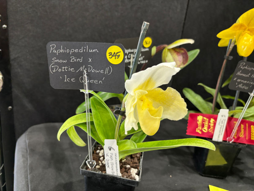  - Calgary Orchid Show 2024