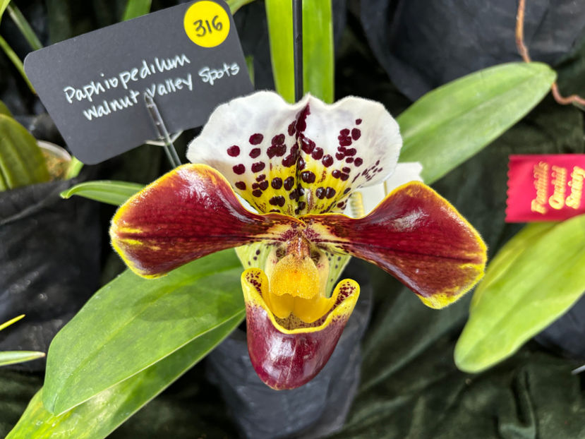  - Calgary Orchid Show 2024