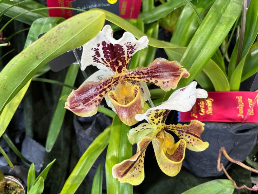  - Calgary Orchid Show 2024