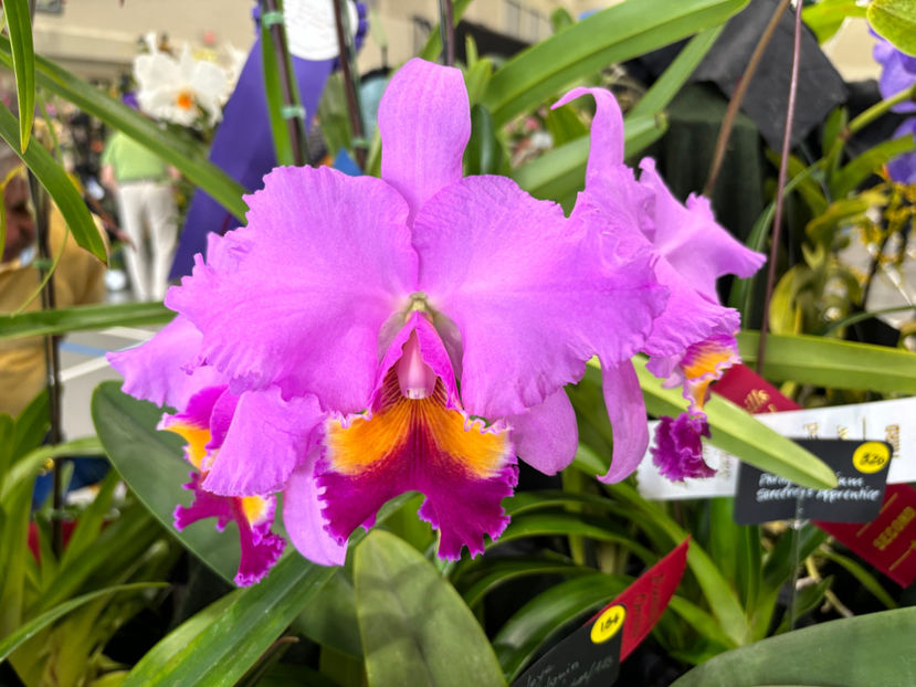  - Calgary Orchid Show 2024