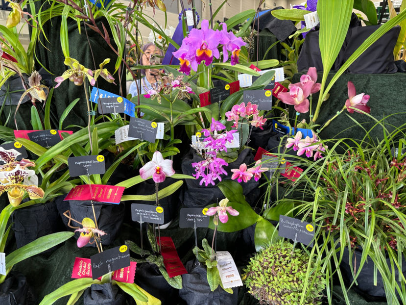  - Calgary Orchid Show 2024