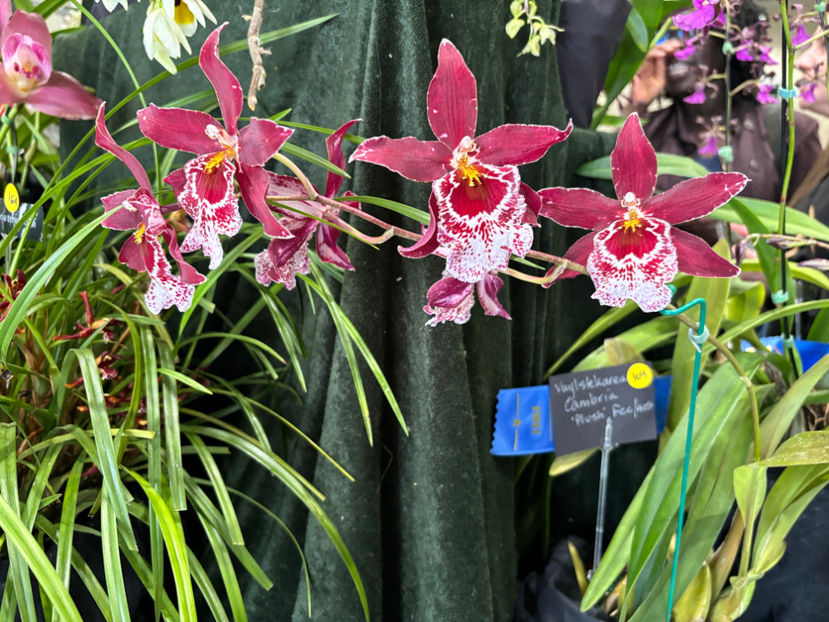  - Calgary Orchid Show 2024