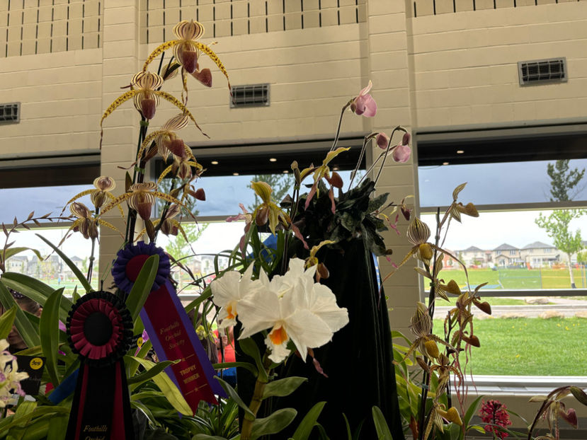  - Calgary Orchid Show 2024