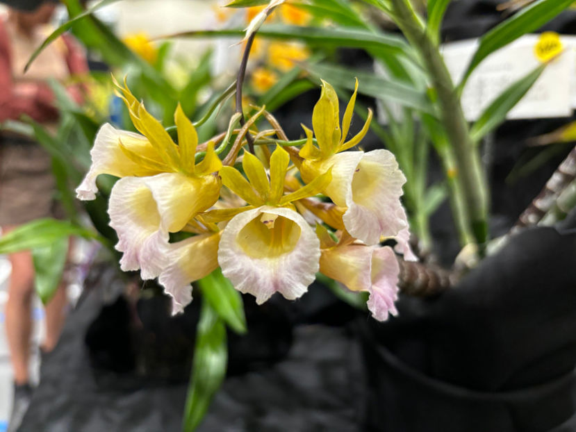  - Calgary Orchid Show 2024