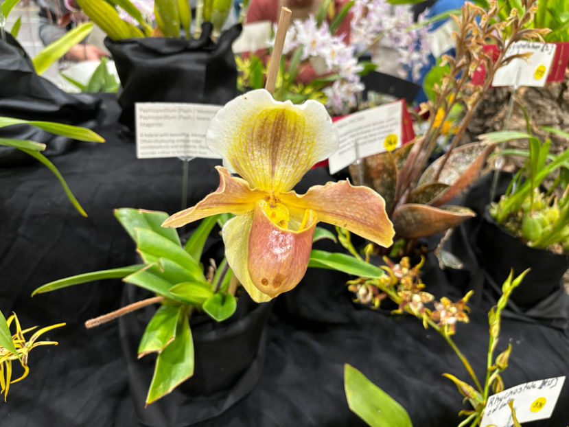  - Calgary Orchid Show 2024