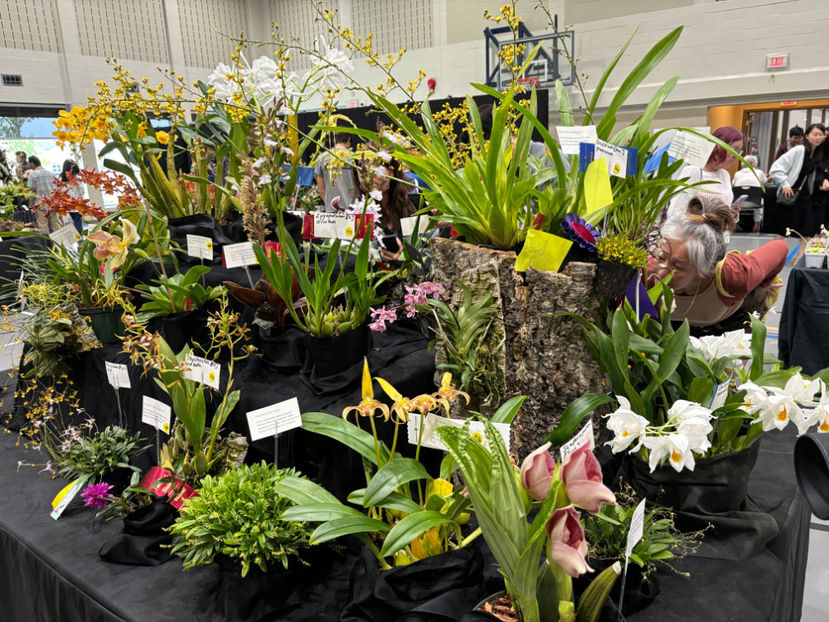  - Calgary Orchid Show 2024