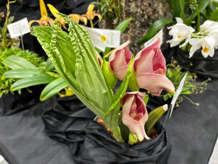  - Calgary Orchid Show 2024