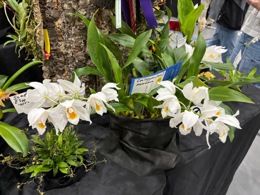  - Calgary Orchid Show 2024