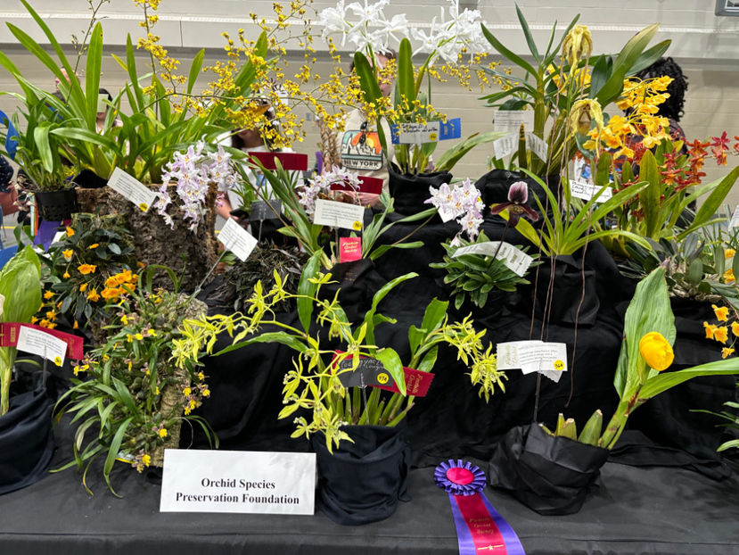  - Calgary Orchid Show 2024