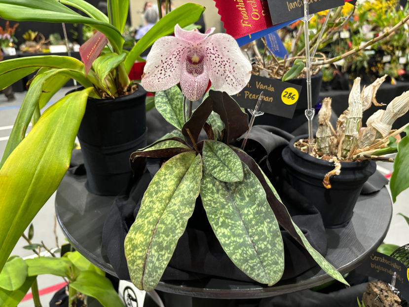  - Calgary Orchid Show 2024
